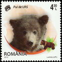 Brown Bear (Ursus arctos)
