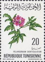 Geranium (Pelargonium)