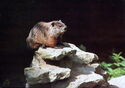 Groundhog (Marmota monax)