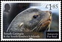 Antarctic Fur Seal (Arctocephalus gazella)