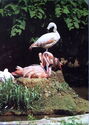 American Flamingo (Phoenicopterus ruber)