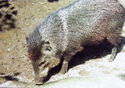 Collared Peccary (Tayassu tajacu)