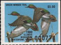 Green-winged teal (Anas carolinensis)