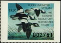 Bufflehead (Bucephala albeola)