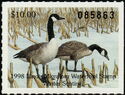 Canada goose (Branta canadensis)