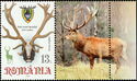 The Carpathian Deer Trophy