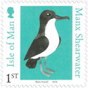 Manx Shearwater (Puffinus puffinus)