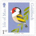 European Goldfinch (Carduelis carduelis)