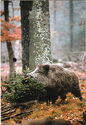 Wild Boar