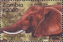 African Elephant (Loxodonta africana)