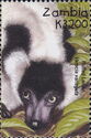 Lemur variegatus