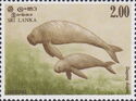 Dugong (Dugong dugon)