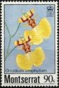 Oncidium urophyllum