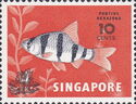 Six-banded Tiger Barb (Puntius hexazona)