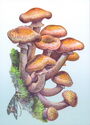 Honey fungus / Armillaria mellea /
