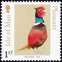 Ring-necked Pheasant (Phasianus colchicus)