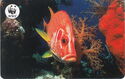 WWF, coral fish