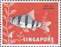 Six-banded Tiger Barb (Puntius hexazona)