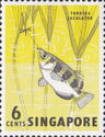Banded Archerfish (Toxotes jaculator)