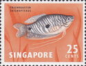 Three-spot Gourami (Trichogaster trichopterus)