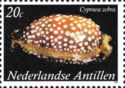 Measled Cowry (Cypraea zebra)