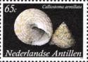Shell (Calliostoma armillata)