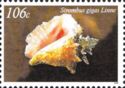 Caribbean Queen Conch (Strombus gigas)