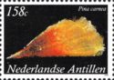 Amber Pen Shell (Pinna carnea)