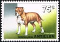 Pit Bull Terrier (Canis lupus familiaris)