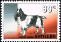 American Cocker Spaniel (Canis lupus familiaris)