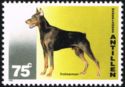 Doberman Pinscher (Canis lupus familiaris)