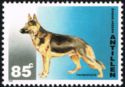 German Shepherd (Canis lupus familiaris)