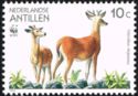 White-tailed Deer (Odocoileus virginianus)