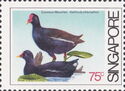 Common Moorhen (Gallinula chloropus)