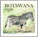 Zebras (Equus quagga)