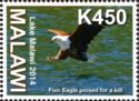 African Fish-Eagle (Haliaeetus vocifer)