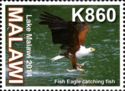 African Fish Eagle (Haliaeëtus vocifer)
