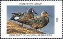Blue-winged teal (Spatula discors)