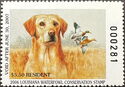 Yellow labrador, mallard (Anas platyrhynchos)