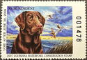 Chocolate labrador, mallard (Anas platyrhynchos)