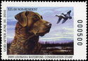 Chesapeake Bay Retriever