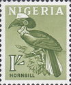 Yellow-casqued Hornbill (Ceratogymna elata)