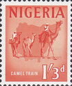 Dromedary (Camelus dromedarius) - Caravan
