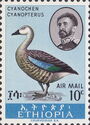 Blue-winged Goose (Cyanochen cyanopterus)