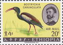 Wattled Ibis (Bostrychia carunculata)