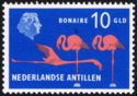 American Flamingo (Phoenicopterus ruber), Bonaire