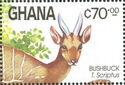Harnessed Bushbuck (Tragelaphus scriptus)
