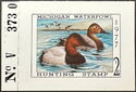 Canvasback (Aythya valisineria)