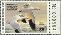Ross's goose (Chen rossii)