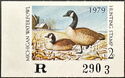 Canada goose (Branta canadensis)
